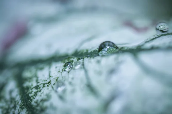 Водяні Роси Листках — стокове фото