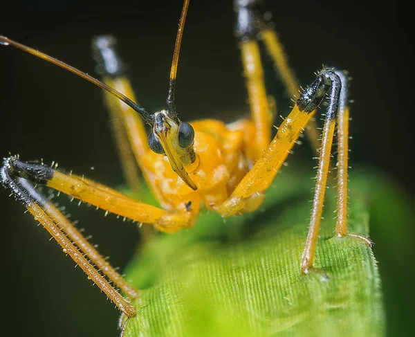 Laranja Cor Assassino Bug — Fotografia de Stock