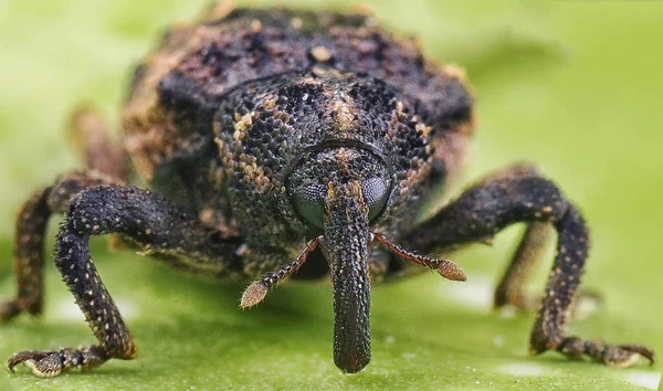 Macro Shot Tiny Weevil — Stock Photo, Image