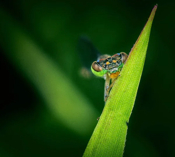 Fechar Com Mosca Donzela — Fotografia de Stock