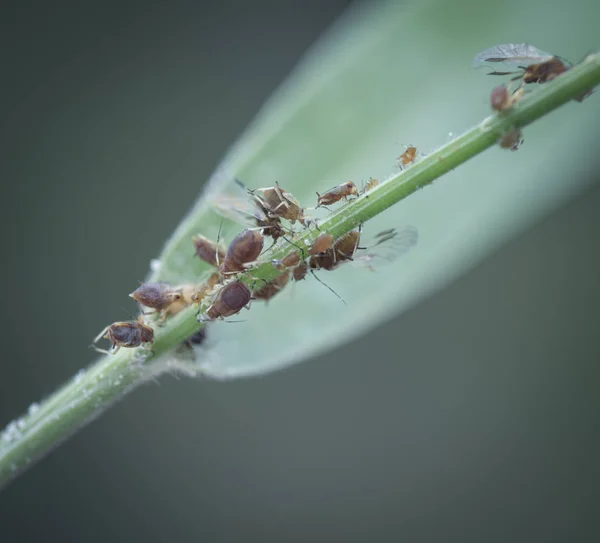 Formigas Subindo Caule Grama — Fotografia de Stock