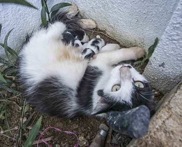 Mãe Gato Alimentando Gatinhos — Fotografia de Stock