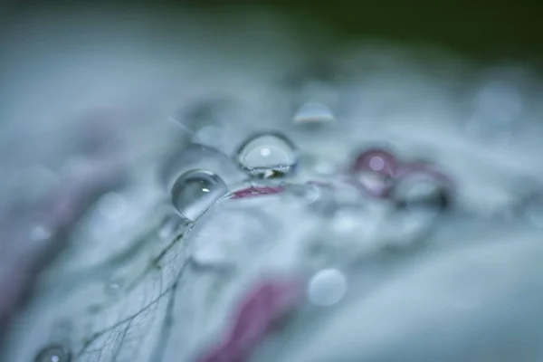 水の葉に露が降りる — ストック写真