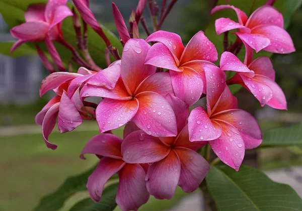 Schöne Aufnahme Der Frangipani Blume — Stockfoto