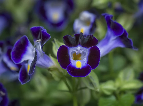 torenia fournieri çiçek yakın çekim