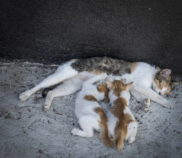 Mutter Katze Stillen Kätzchen — Stockfoto