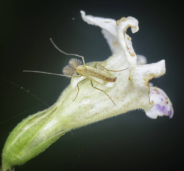closeup with tiny midges or chironomidae fly
