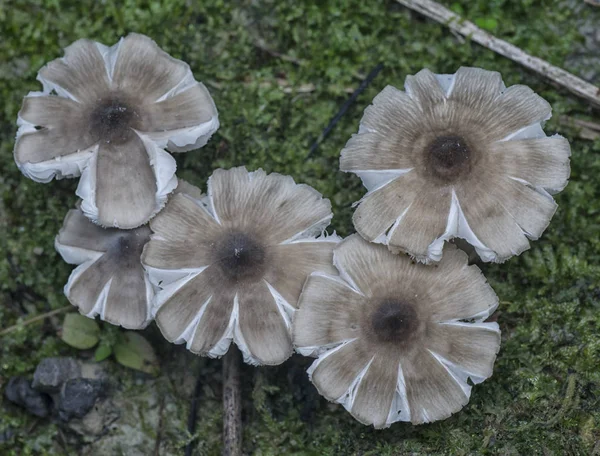 Wilde Jungle Paddenstoelen Schimmels — Stockfoto