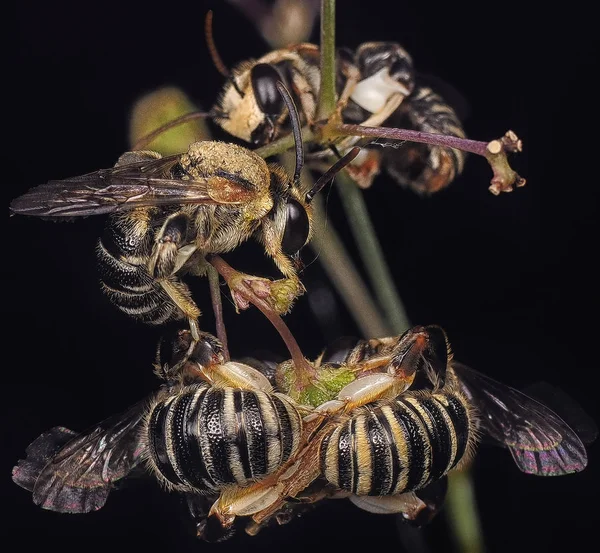 Крупним Планом Бджолою Піт — стокове фото