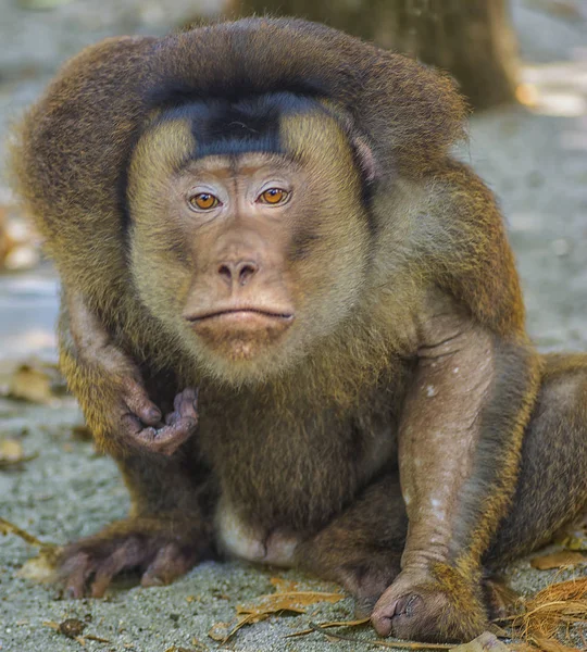 Düz Maymunun Gözlerine Bakarak — Stok fotoğraf
