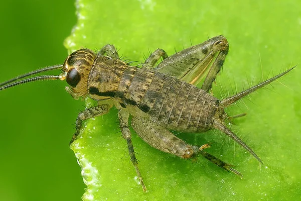 Tiro Cerca Del Insecto Grillo Hoja Silvestre — Foto de Stock