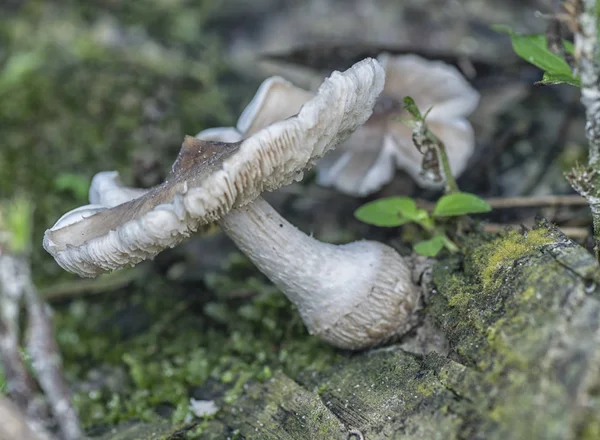 Wilder Dschungel Pilz Und Pilz — Stockfoto