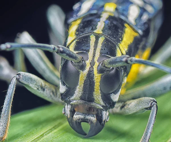 Primer Plano Escarabajo Cuerno Largo Negro Amarillo —  Fotos de Stock