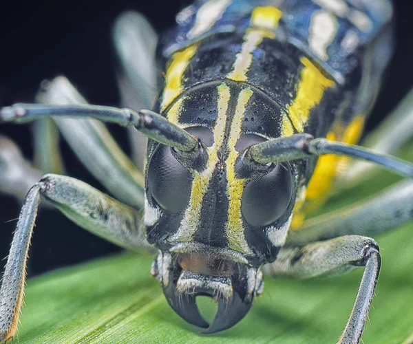 Nahaufnahme Eines Gelb Schwarzen Bockkäfers — Stockfoto