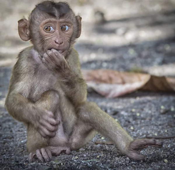 Vad Rhesus Makákó Majom — Stock Fotó