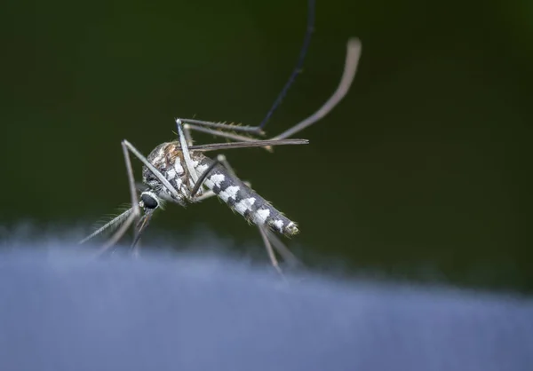 Close Tiro Mosquito — Fotografia de Stock
