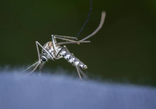 Close Seup Shot Dari Nyamuk — Stok Foto