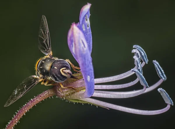 Polinización Entre Insectos Flores — Foto de Stock