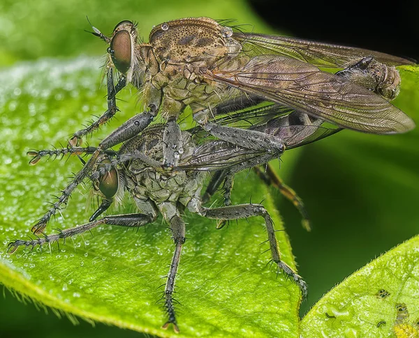 Tiros Perto Robberfly — Fotografia de Stock