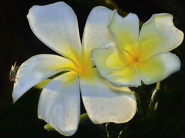 Nahaufnahme Einer Weißen Frangipani Blume — Stockfoto