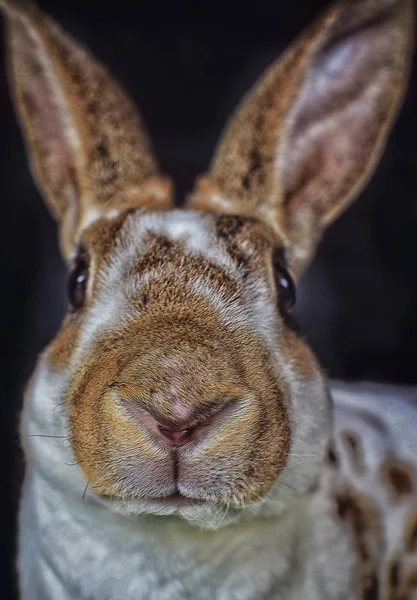 Nahaufnahme Des Hasen Oder Kaninchens — Stockfoto