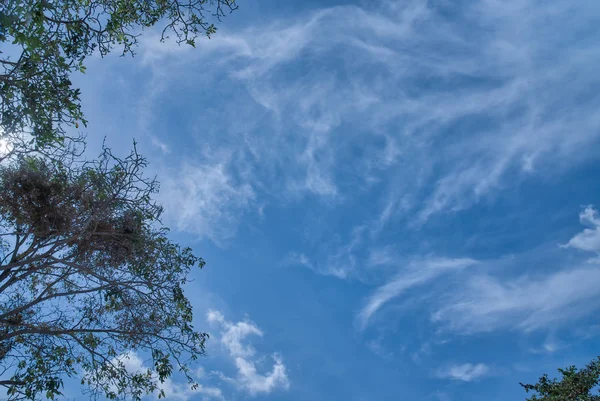 Olhando Para Cima Céu — Fotografia de Stock