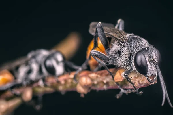 Červený Prionyx Vosa Sušených Plechových Rostlině — Stock fotografie