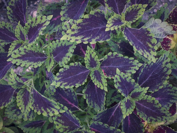多色コロス葉植物 — ストック写真
