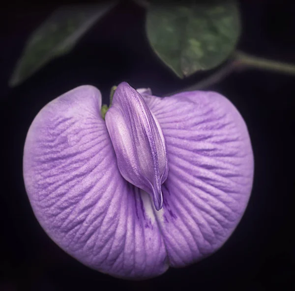 Centrosema Molle Fleur Herbe — Photo
