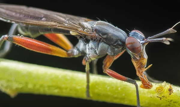 Fliegenart Diptera — Stockfoto