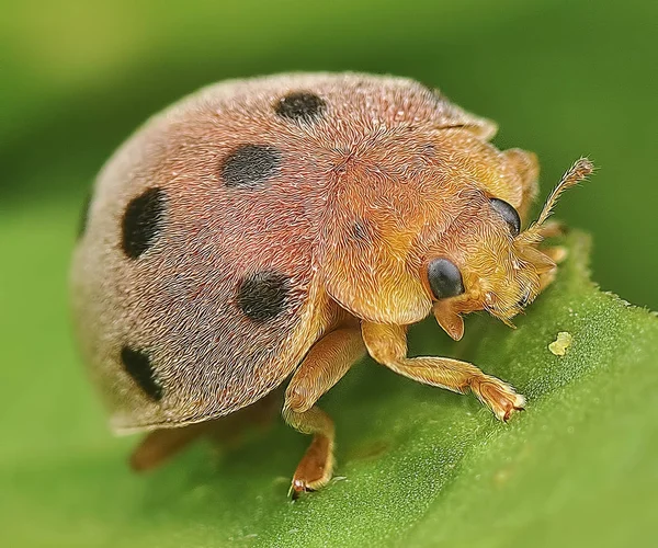 葉のテントウムシ — ストック写真