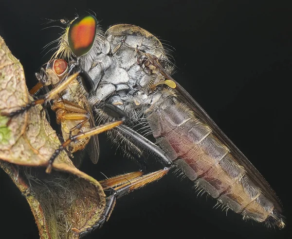 Robberfly Ile Yakın Çekim — Stok fotoğraf