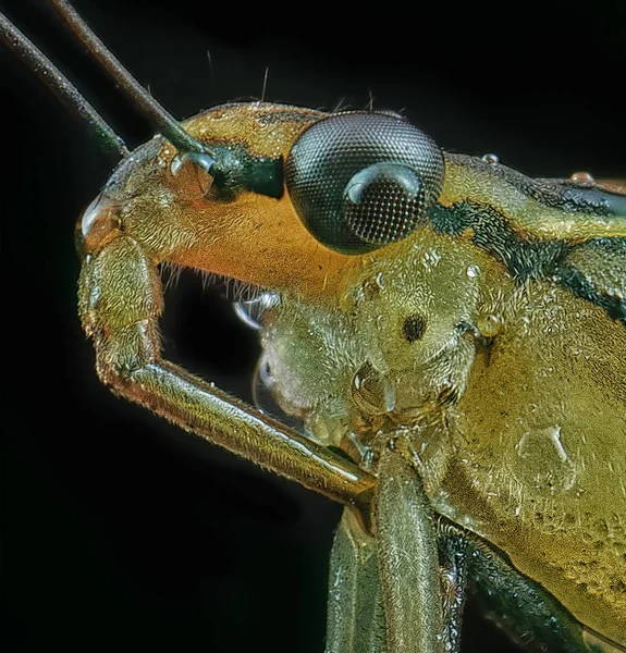 Prise Vue Rapprochée Extrême Strider Aquatique Insecte Patineur — Photo