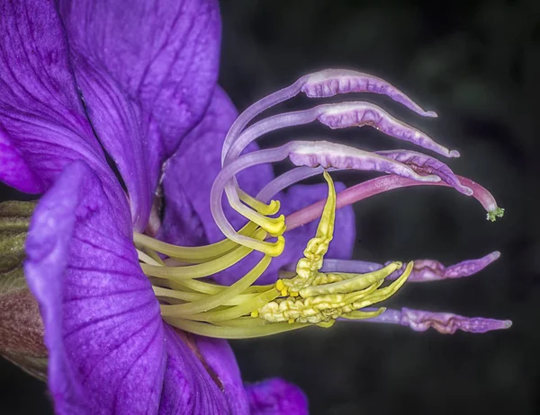 Квітковий Завод Melastoma Blume — стокове фото