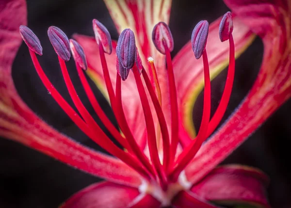 Красиві Десять Тичинок Квітці — стокове фото