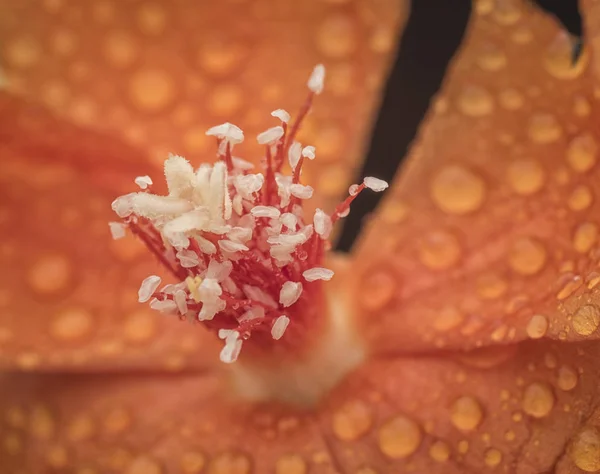 Orangenopuntia Blütenpflanze — Stockfoto
