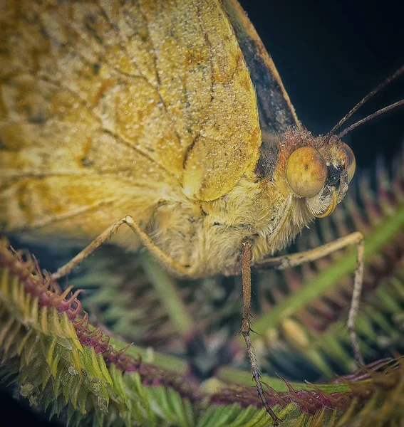 Blízka Krásná Motýla — Stock fotografie