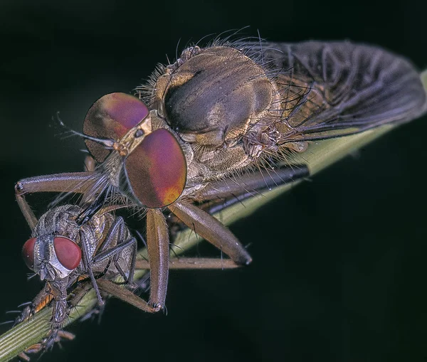 Primer Plano Con Robberfly Con Presa — Foto de Stock