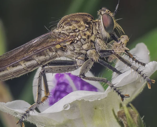 Tiros Perto Robberfly — Fotografia de Stock