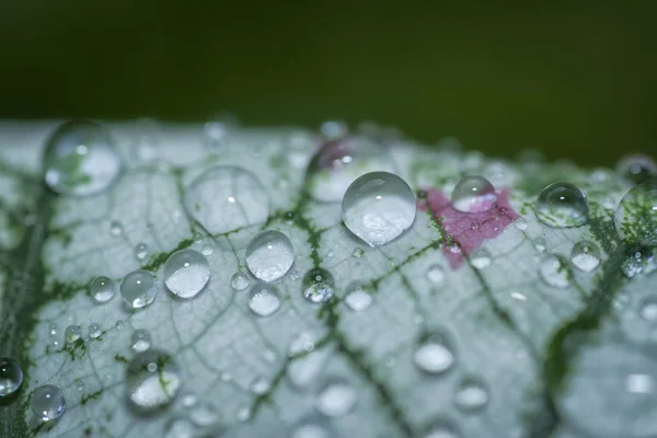 Water Dews Leaves — Stock Photo, Image