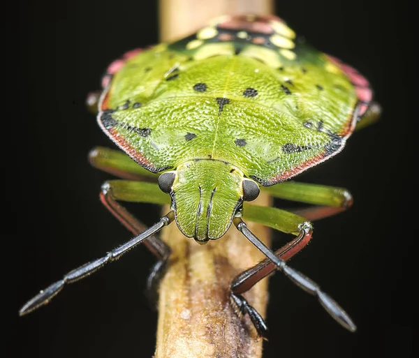 Close Shot Van Schild Kever — Stockfoto