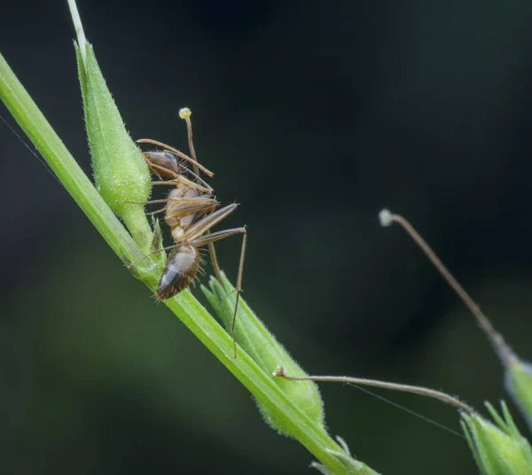 野生蚂蚁在茎上觅食 — 图库照片