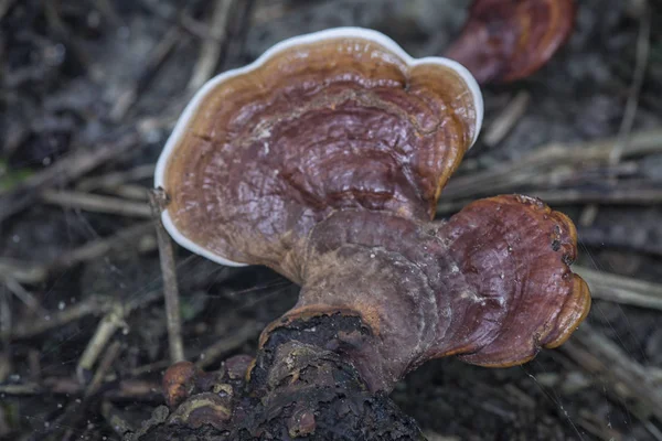 野生のジャングル新鮮なキノコや菌類 — ストック写真