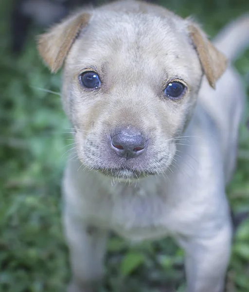 Cachorrinho Pequeno Bonito — Fotografia de Stock