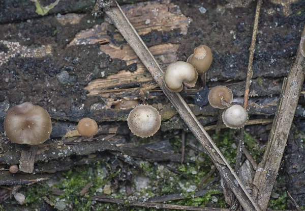 Wilde Jungle Verse Paddestoelen Schimmel — Stockfoto