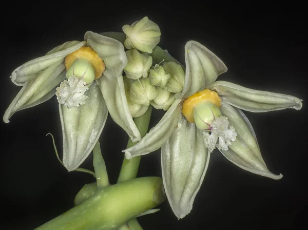 Único Botão Tapioca Flor — Fotografia de Stock