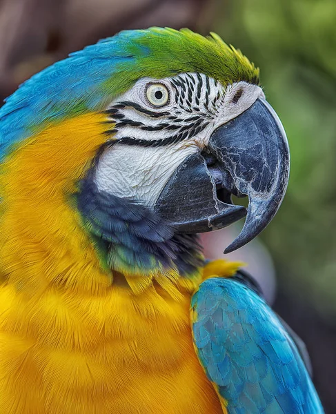 Primo Piano Colpo Pappagallo Brasiliano — Foto Stock