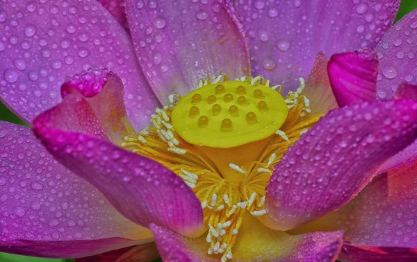 Nahaufnahme Mit Rosa Lotusblume — Stockfoto