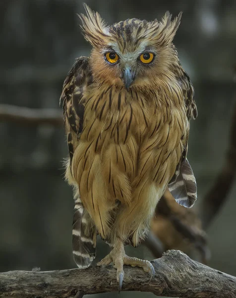 Night owl perched on the wood