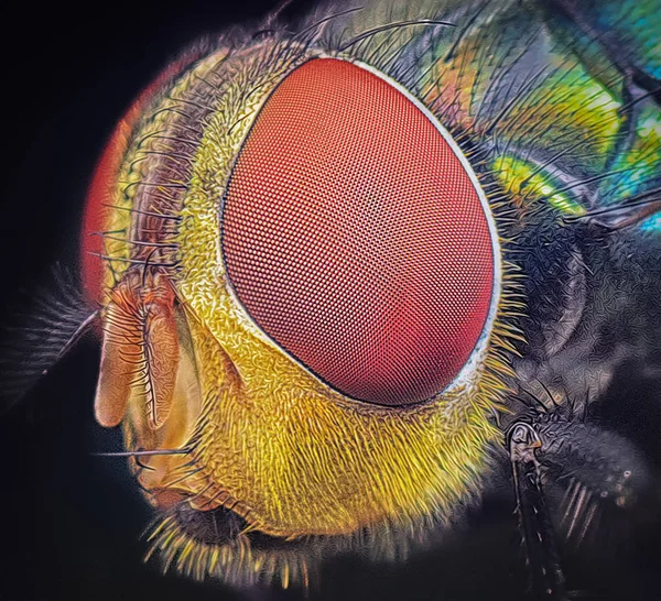Housefly Ile Aşırı Closeup — Stok fotoğraf